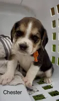Chester, a male Beagle for sale in Marshall, AR – 2 of 2