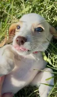 Cherry, a female Beagle for sale in Marshall, AR – 4 of 7