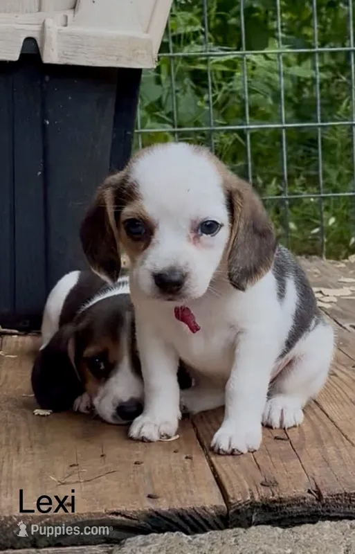 Lexi – Beagle puppy for sale in Marshall, AR