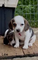 Lexi, a female Beagle for sale in Marshall, AR – 1 of 4