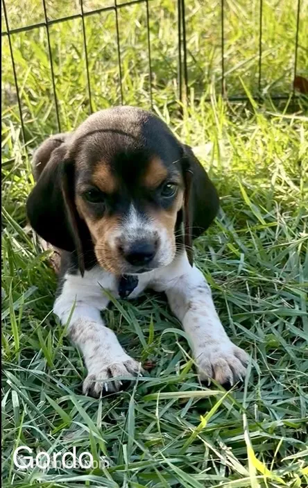 Gordo – Beagle puppy for sale in Marshall, AR