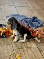 Baby Gorgeous, a female Beagle for sale in Marshall, AR – 2 of 6
