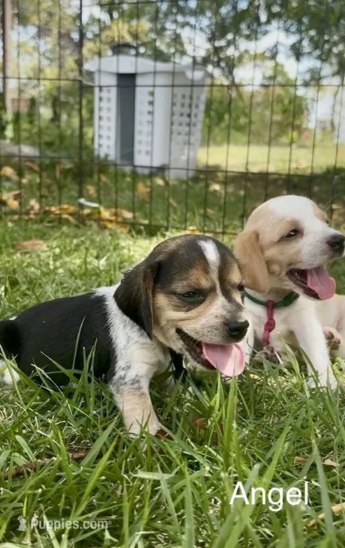 Angel – Beagle puppy for sale in Marshall, AR