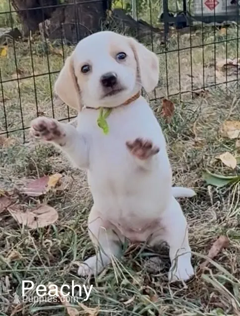 Peachy – Beagle puppy for sale in Marshall, AR
