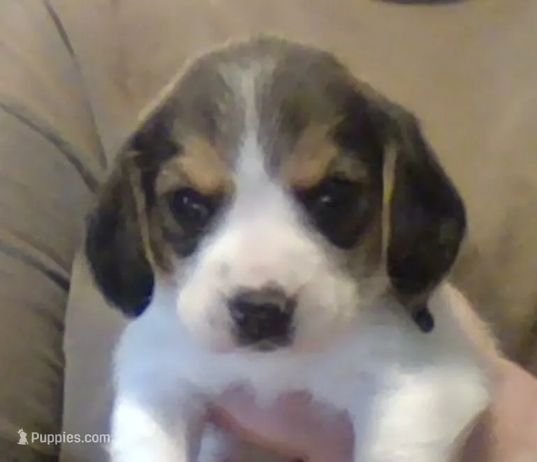 Lucas – Beagle puppy for sale in Marshall, AR