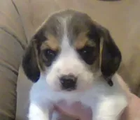 Lucas, a male Beagle for sale in Marshall, AR – 1 of 1