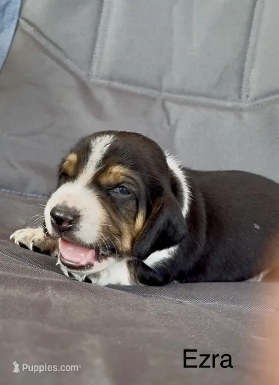 Ezra – Beagle puppy for sale in Marshall, AR