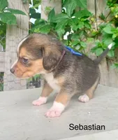 Sebastian, a male Beagle for sale in Marshall, AR – 2 of 2