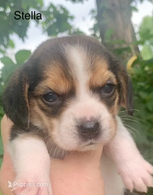 Stella – Beagle puppy for sale in Marshall, AR