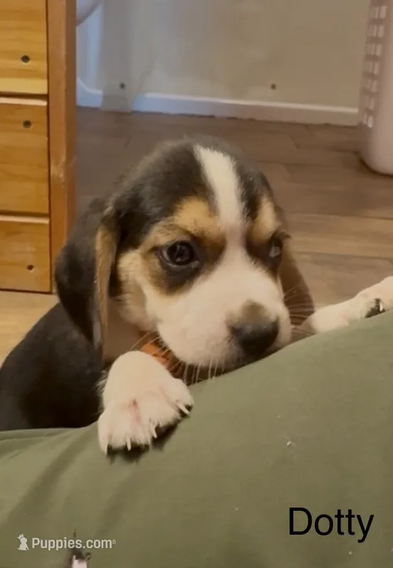 Dotty – Beagle puppy for sale in Marshall, AR