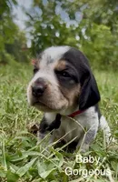 Baby Gorgeous, a female Beagle for sale in Marshall, AR – 2 of 2