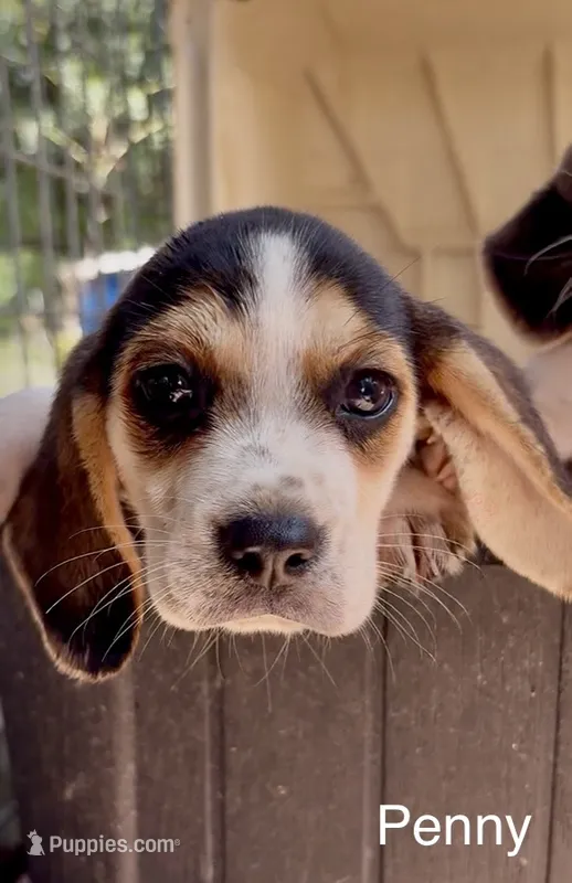 Penny – Beagle puppy for sale in Marshall, AR