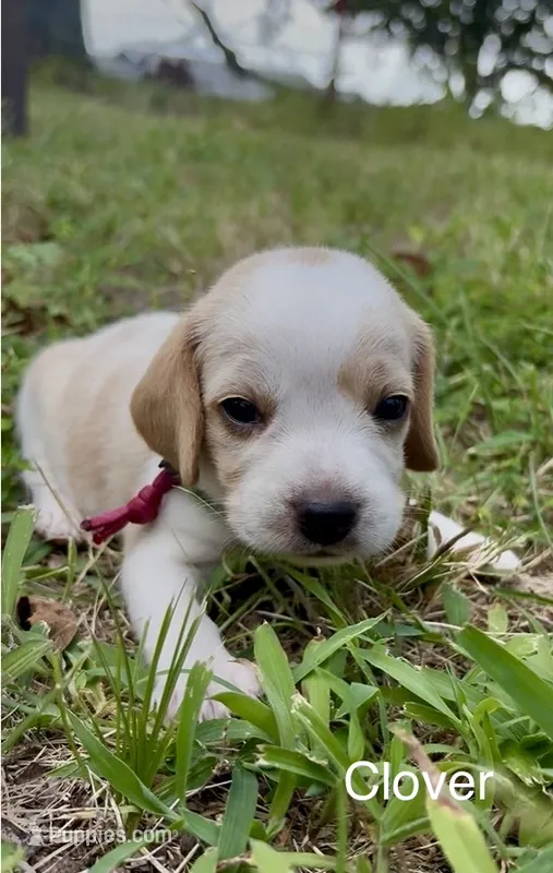 Clover – Beagle puppy for sale in Marshall, AR