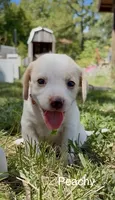 Peachy, a female Beagle for sale in Marshall, AR – 2 of 4