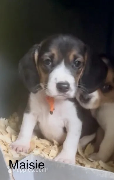 Maisie – Beagle puppy for sale in Marshall, AR