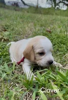 Clover, a male Beagle for sale in Marshall, AR – 2 of 2