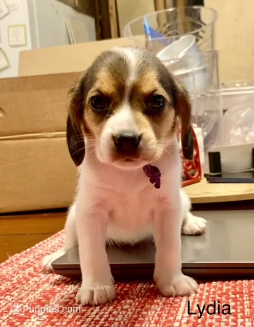 Lydia – Beagle puppy for sale in Marshall, AR
