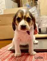 Lydia, a female Beagle for sale in Marshall, AR – 3 of 4