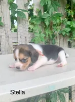 Stella, a female Beagle for sale in Marshall, AR – 2 of 2