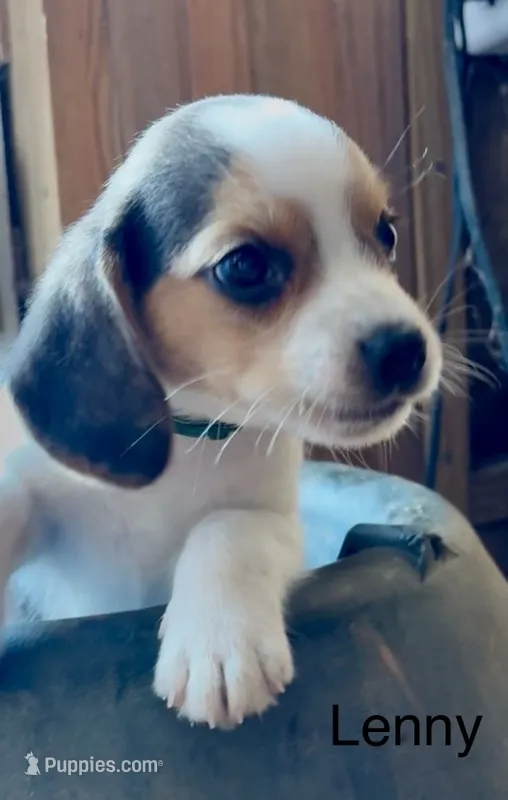 Lenny – Beagle puppy for sale in Marshall, AR