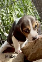 Mabel, a female Beagle for sale in Marshall, AR – 2 of 6