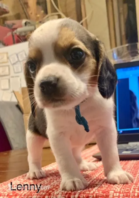 Lenny – Beagle puppy for sale in Marshall, AR