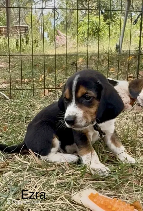 Ezra – Beagle puppy for sale in Marshall, AR