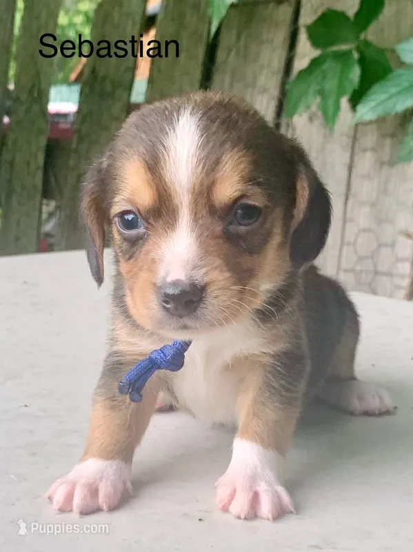 Sebastian – Beagle puppy for sale in Marshall, AR