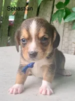 Sebastian, a male Beagle for sale in Marshall, AR – 1 of 2