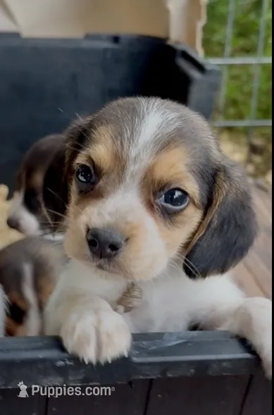 Louie – Beagle puppy for sale in Marshall, AR