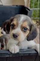 Louie, a male Beagle for sale in Marshall, AR – 1 of 5