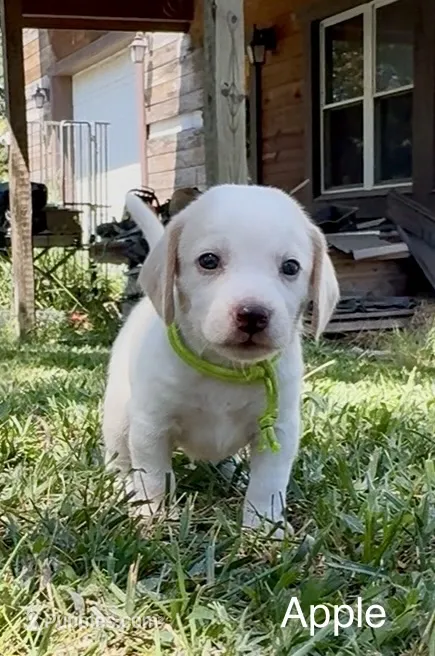 Apple – Beagle puppy for sale in Marshall, AR