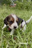 Poppy, a female Beagle for sale in Marshall, AR – 2 of 2
