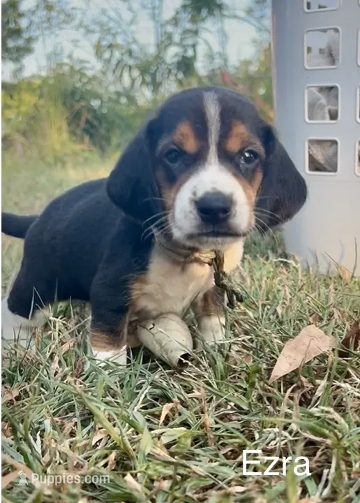 Ezra – Beagle puppy for sale in Marshall, AR