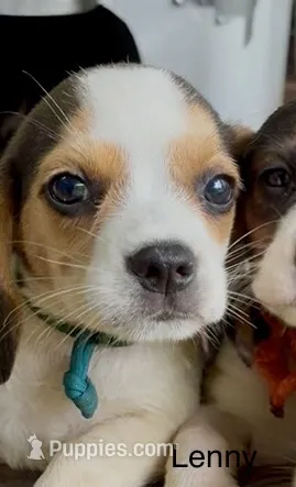 Lenny – Beagle puppy for sale in Marshall, AR