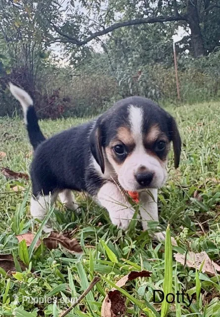 Dotty – Beagle puppy for sale in Marshall, AR