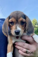 Sage, a female Beagle for sale in Marshall, AR – 2 of 6