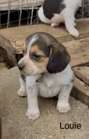 Louie, a male Beagle for sale in Marshall, AR – 2 of 5