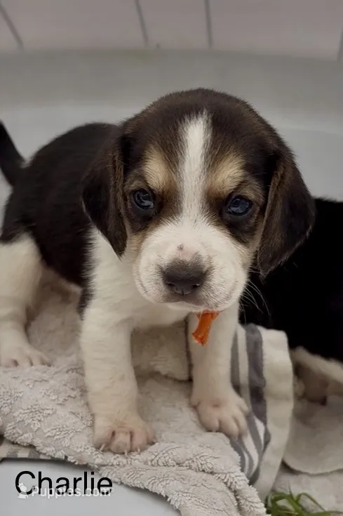 Charlie – Beagle puppy for sale in Marshall, AR