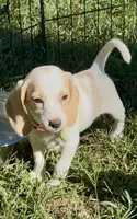 Cherry, a female Beagle for sale in Marshall, AR – 3 of 7