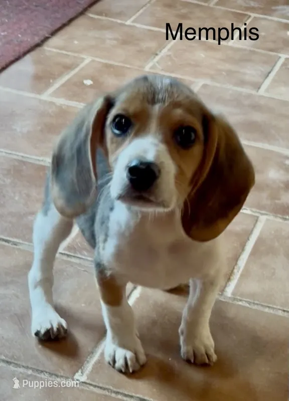 Memphis – Beagle puppy for sale in Marshall, AR