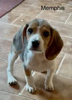 Memphis, a male Beagle for sale in Marshall, AR – 1 of 7