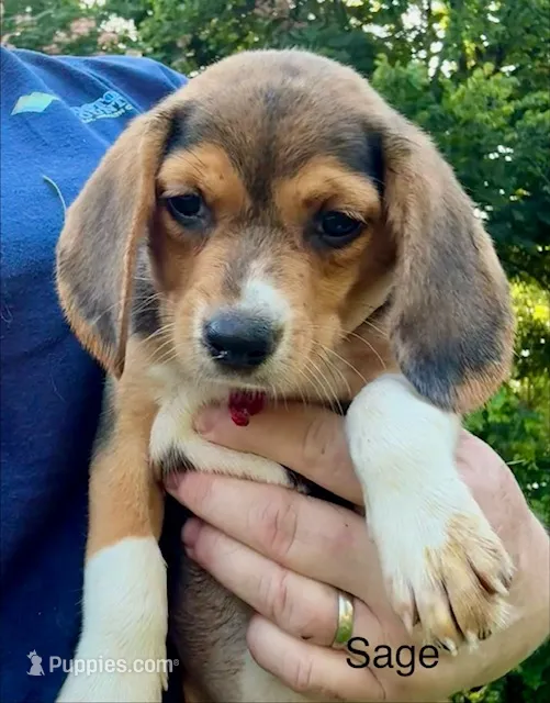 Sage – Beagle puppy for sale in Marshall, AR