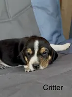 Critter, a male Beagle for sale in Marshall, AR – 2 of 2