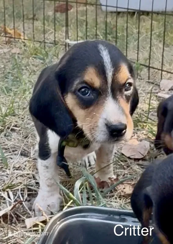 Critter – Beagle puppy for sale in Marshall, AR