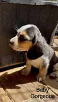 Baby Gorgeous, a female Beagle for sale in Marshall, AR – 6 of 6