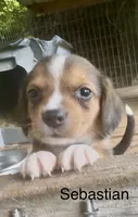 Sebastian, a male Beagle for sale in Marshall, AR – 3 of 5