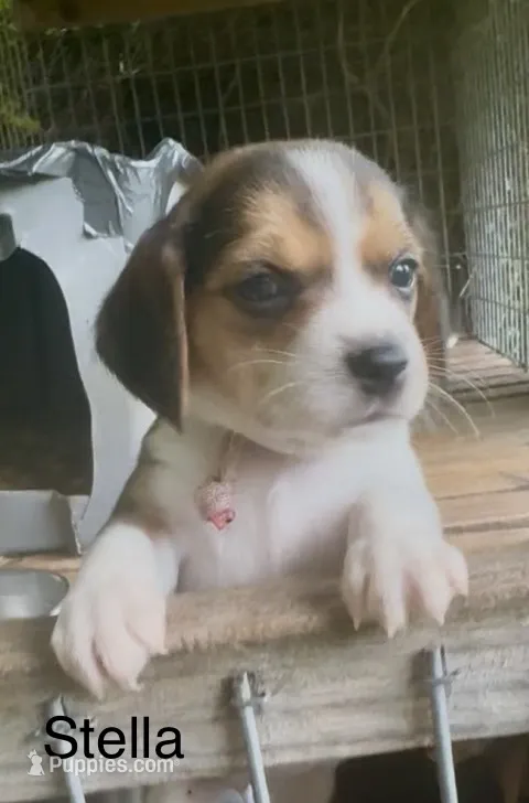 Stella – Beagle puppy for sale in Marshall, AR