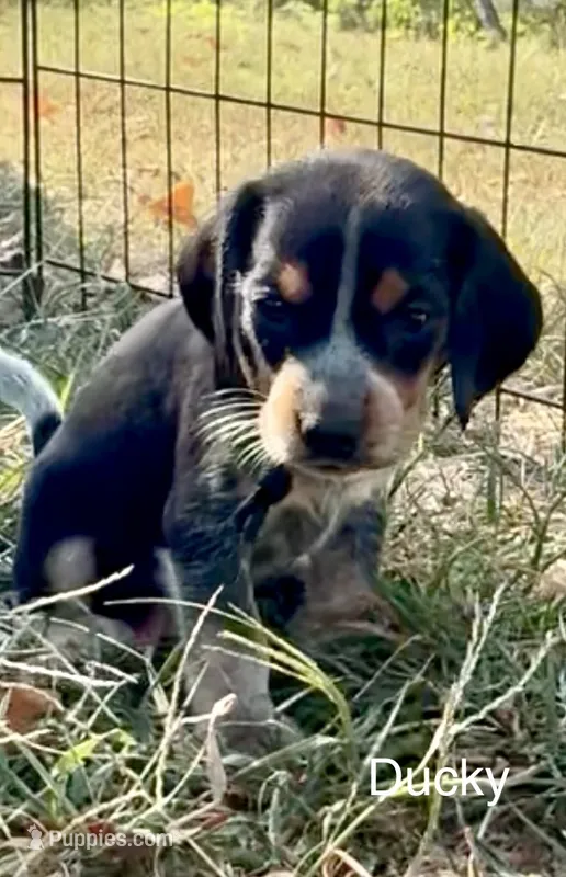 Ducky – Beagle puppy for sale in Marshall, AR