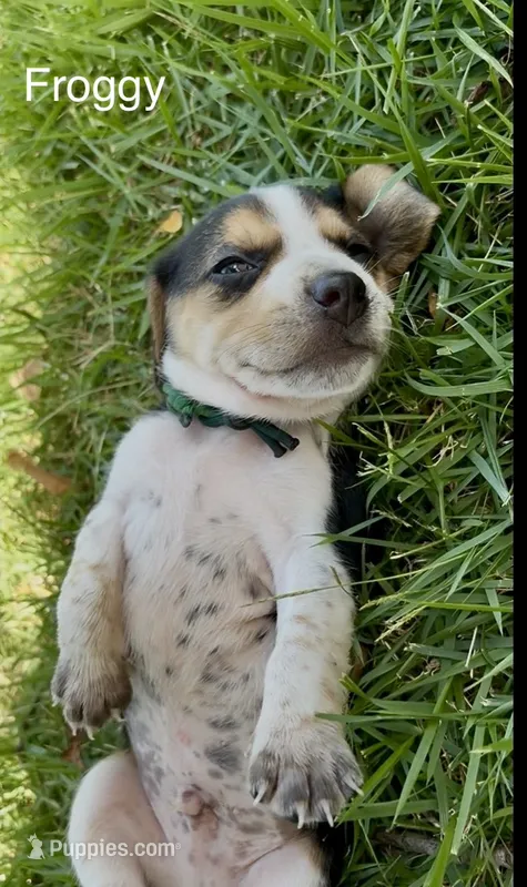Froggy – Beagle puppy for sale in Marshall, AR